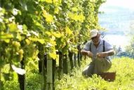 La Nación enviará unos $ 33 millones para pequeños productores de Salta