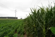 Los rindes en soja fueron los peores en 10 años