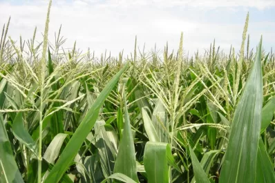 EEUU: la lluvia afianza el desarrollo de los granos