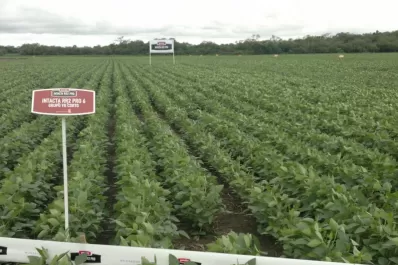 En el NOA y el NEA podrán utilizar, a gran escala, la nueva variedad de Monsanto