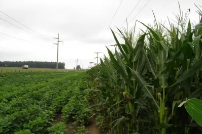 Los rindes en soja fueron los peores en 10 años