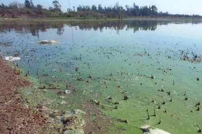 Con el inicio de la zafra, bajó el nivel de oxígeno en los ríos que alimentan el embalse de Río Hondo