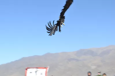 El cóndor Thoncweche ya vuela libre en el cielo de Tafí del Valle