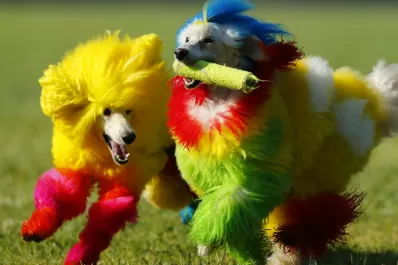 Perritos pintados se pasean por California