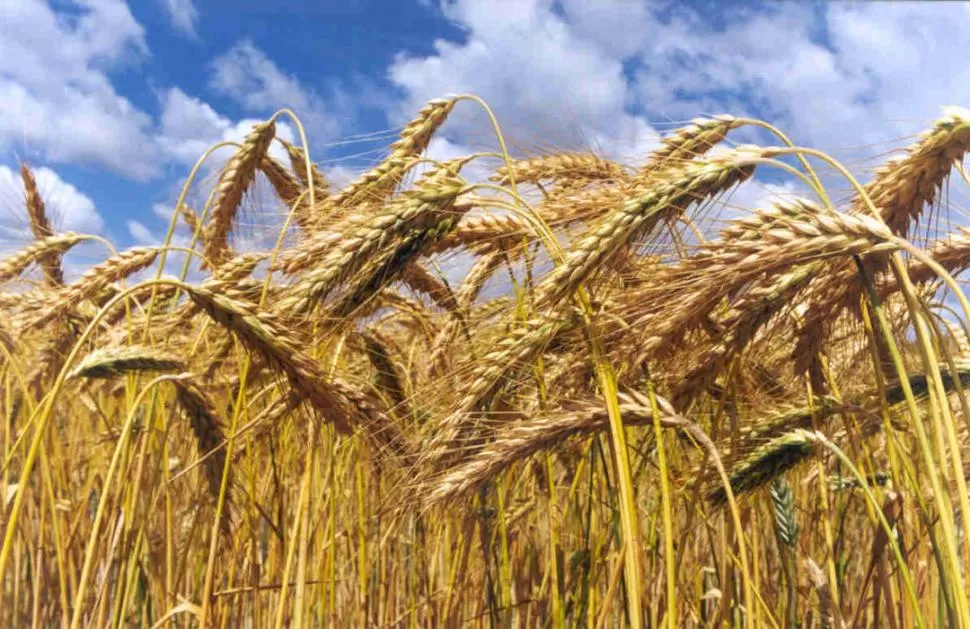 La menor siembra del cereal de invierno incidirá en la oferta y en el precio de la bolsa de harina. LA GACETA / ARCHIVO  