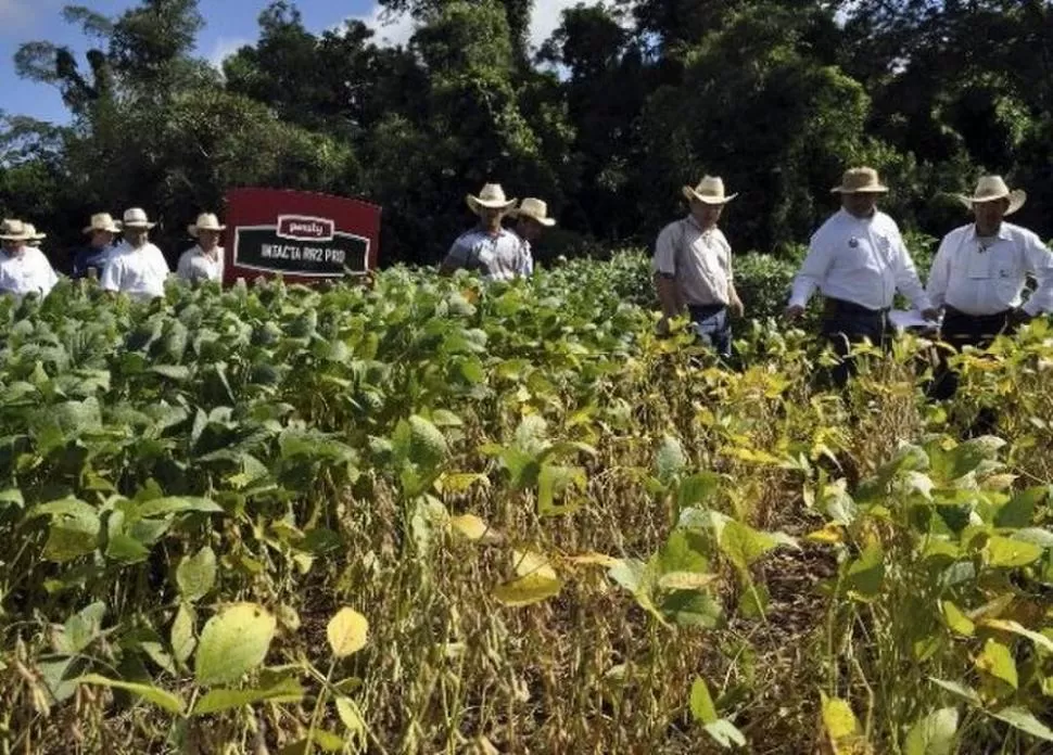 PARAGUAY. Monsanto también realizó, en el país vecino, plots demostrativos. GENTILEZA MONSANTO 
