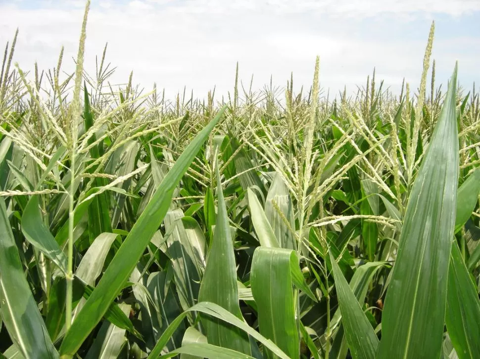 Las precipitaciones previstas para esta semana ayudarán  al desarrollo de los maíces sembrados. LA GACETA / ARCHIVO 