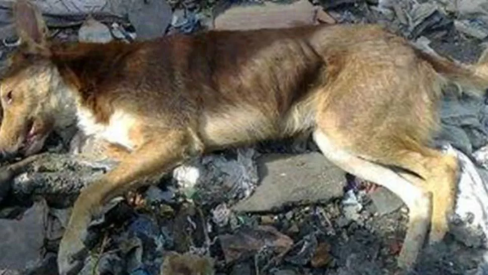 VENENO. Cerca de 16 canes aparecieron muertos a lo largo de dos cuadras en Rosario. FOTO TOMADA DE LACAPITAL.COM