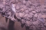 Desaparecieron 10 millones de murciélagos de la colonia de Escaba