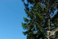 La encíclica de Francisco habla de cómo recuperar la fe