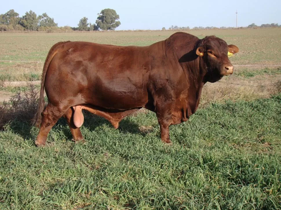 CABAÑA ELITE. Este ejemplar muestra lo mejor del biotipo que se desarrolla en el centro de inseminación de Las Lilas. CAVAñA LAS LILAS 