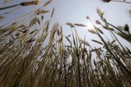 Por el trigo, el campo no descarta las protestas