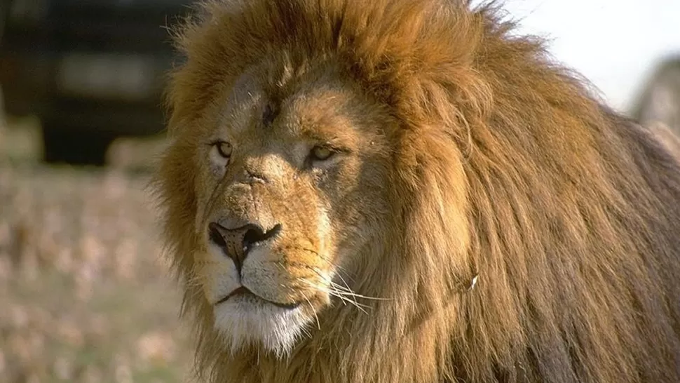 MIEDO. El león se escapó del circo y atacó animales de granja. FOTO ARCHIVO