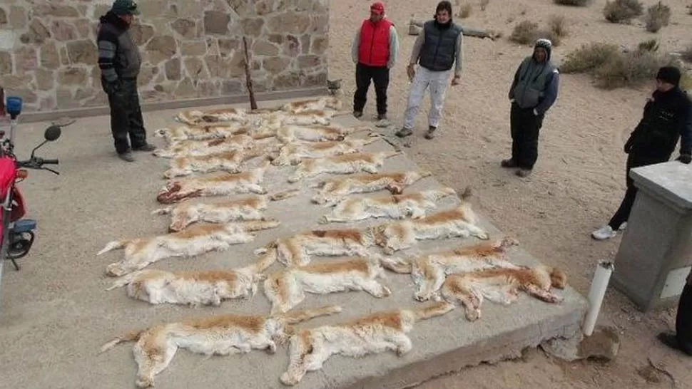 VEDADA. La caza de vicuñas está prohibida en todo el territorio nacional. FOTO TOMADA DE ELESQUIU.COM