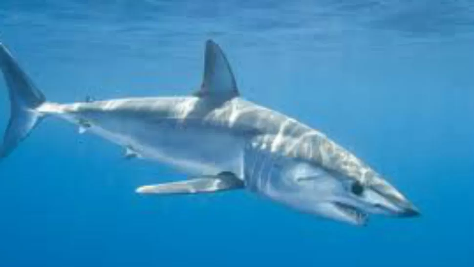PELIGROSO. El tiburón Mako es una de las especies de escualo más feroces y rápidas a la hora de cazar. CAPTURA DE VIDEO