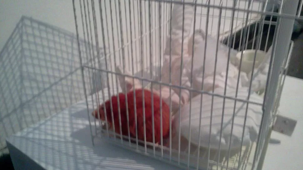 POLÉMICA. La rata estaba pintada de rojo y estaba encerrada en una jaula. FOTO TOMADA DE FACEBOOK