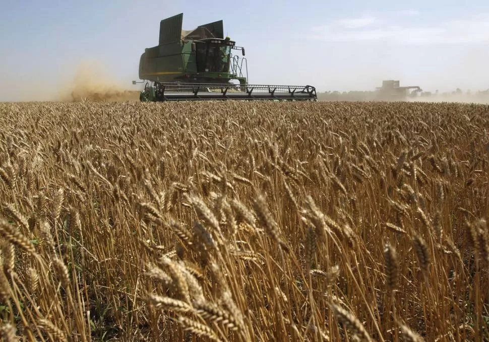 PROYECCIÓN DE EEUU. En el caso del trigo, la campaña 2013-3014 de la Argentina se sitúa estable para la USDA en torno a los 13 millones de toneladas. REUTERS (ARCHIVO)