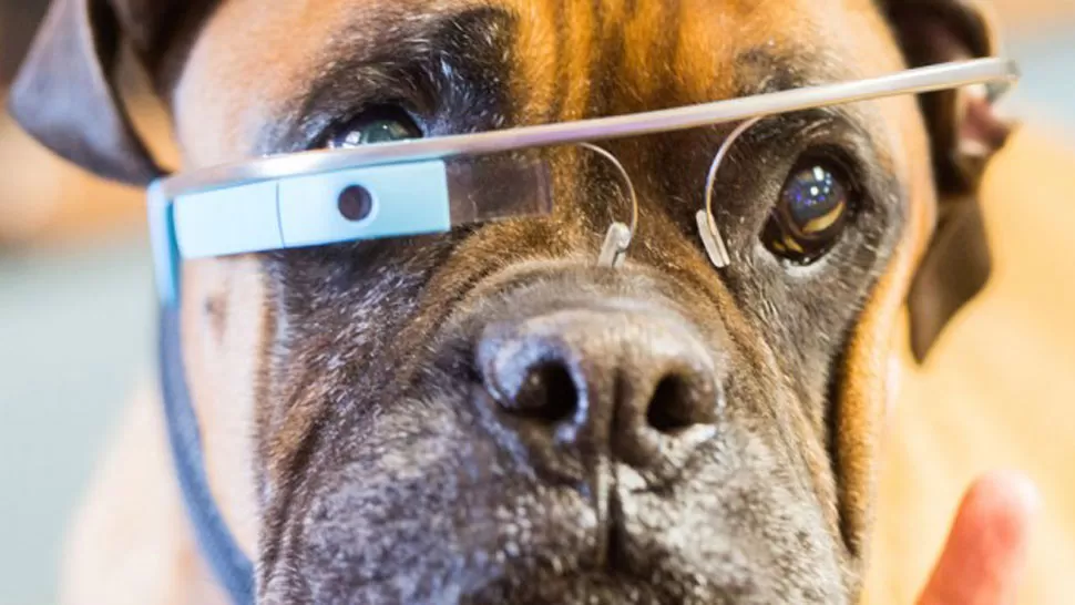 POSIBILIDAD. Una versión de Google Glass podría estar disponible para perros. FOTO TOMADA DE FAYERWAYER.COM