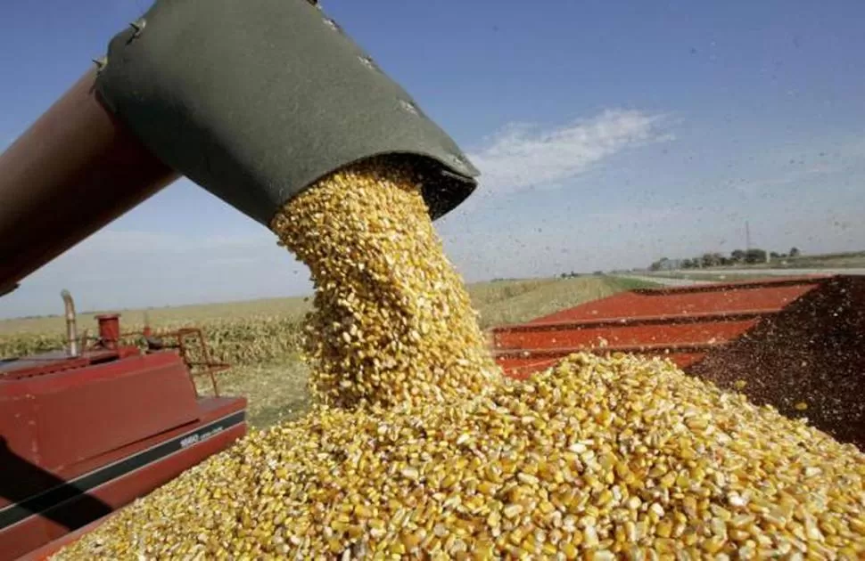 PANORAMA. El precio local del grano muestra una tendencia a la baja. ARGENTINA.AR