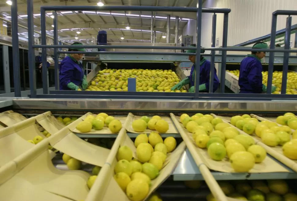 SELECCIÓN Y EMPAQUE. La comercialización al exterior de limones fue uno de los dos segmentos que alentaron la economía de la provincia.   