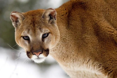 Salta: Un puma atacó a una niña y un gendarme la rescató