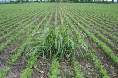 La resistencia y tolerancia de malezas demanda evaluar cuál es el método de control más efectivo
