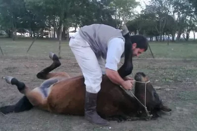 Robaron una yegua que entrenaban para ayudar a personas enfermas