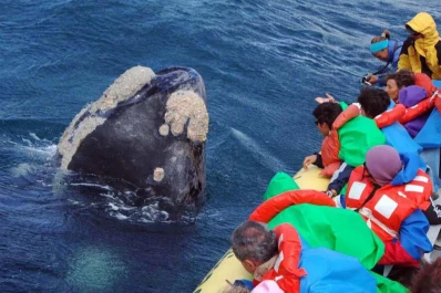 Llegaron muchas más ballenas que las esperadas