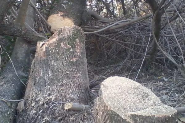 Talaron árboles junto al río Gastona