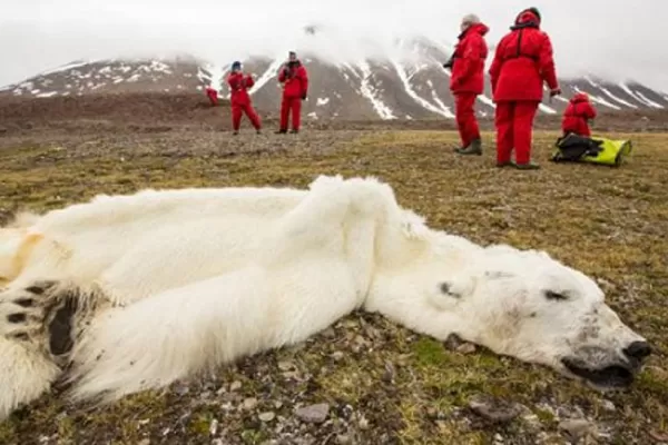Un oso polar que murió por el cambio climático conmueve al mundo