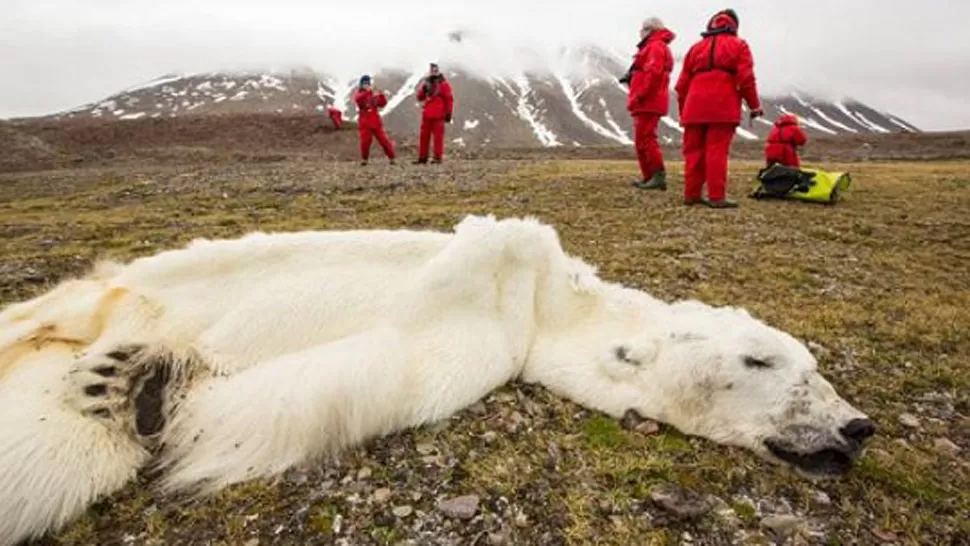 IMPACTANTE. La imagen del animal muerto se difundió en todo el mundo a través de las redes sociales. FOTO TOMADA DE LANACION.COM