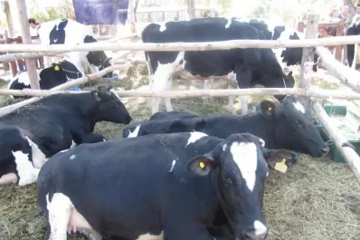 Los tamberos tucumanos lanzarán una marca relacionada con la producción de lácteos