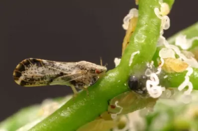 Hay que preservar el estatus de zona libre de HLB