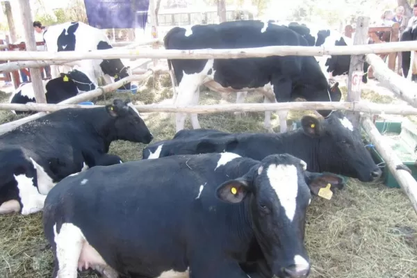 Los tamberos tucumanos lanzarán una marca relacionada con la producción de lácteos