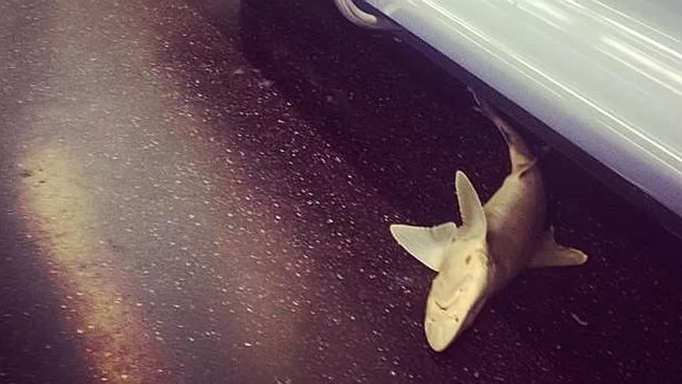 HALLAZGO. El tiburón que encontraron en el metro de Nueva York. FOTO TOMADA DE ABC.ES