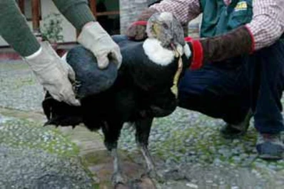 Encuentran 20 cóndores intoxicados en la cordillera