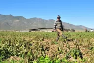 El frío dejó un escenario difícil de cambiar