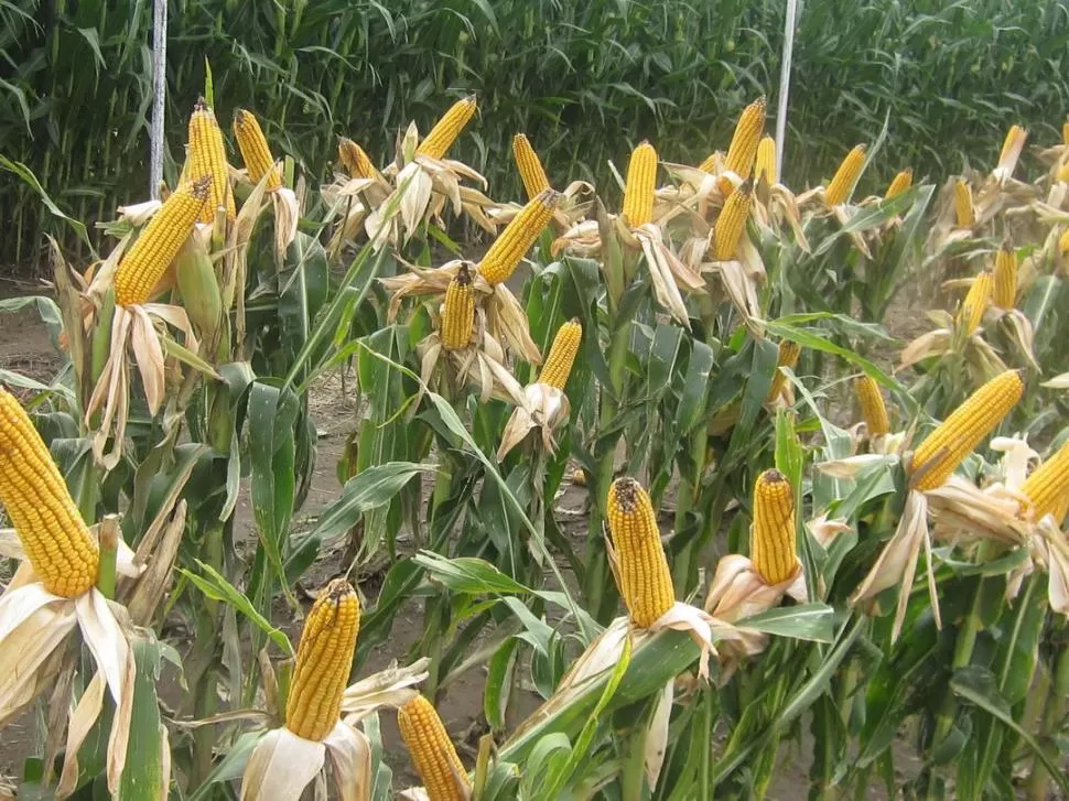 LOS MEJORES. El maíz que fue sembrado cerca del 10 de enero y que llegó -dentro de todo- bien hasta abril, se afectaron en el llenado por la sequía. LA GACETA / FOTO DE DANIEL VACA