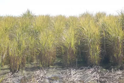 UCIT eleva el pedido por la Emergencia en el sector cañero