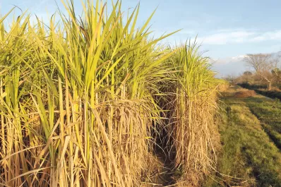 Las heladas dañaron el 80% de la caña
