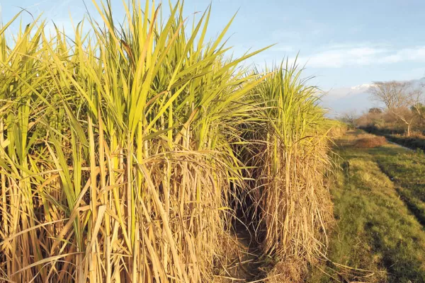 Las heladas dañaron el 80% de la caña