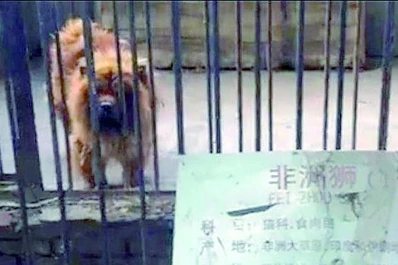 Cuento chino: perros en lugar de leones