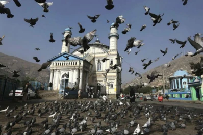 Miedo en Moscú por invasión de palomas zombies
