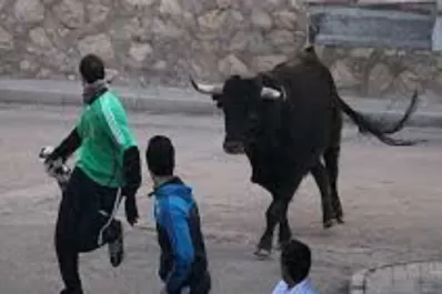 Un toro escapó de un encierro y causó pánico en la carretera