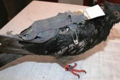 Narcos usaban palomas mensajeras para transportar droga