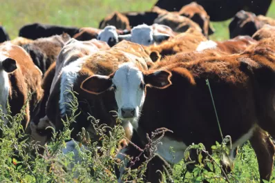 El campo aportó  $ 262.000 millones, entre 2011 y 2012