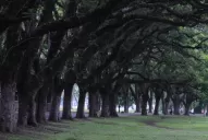 Violaron a una joven en el parque 9 de Julio