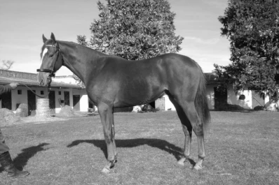 Llegan potrillos de buen nivel