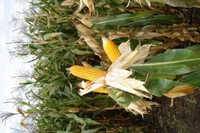 Auguran un futuro ascendente para las commodities agrarias