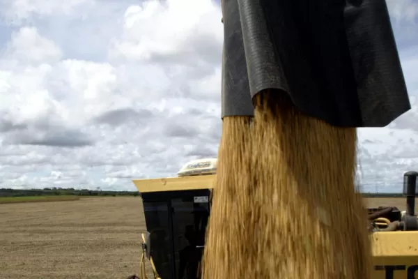 Estiman en un 4,6% el crecimiento de la producción de soja
